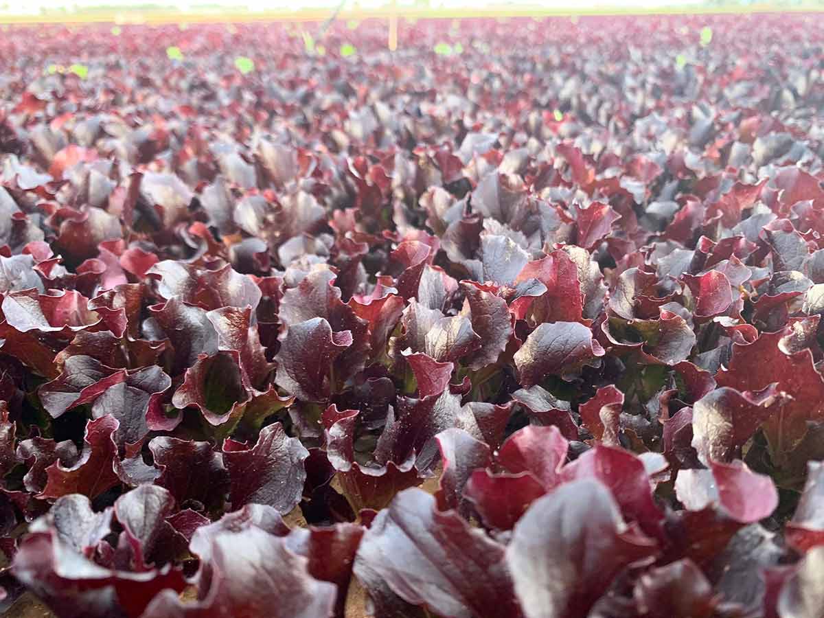 La lattuga rossa Goya